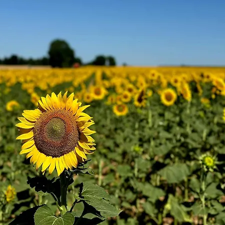A La Jolie Campagne - Et Table D'hôtes 3*