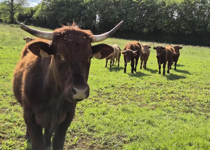 A La Jolie Campagne - Et Table D'hotes Bed & Breakfast Lorigne